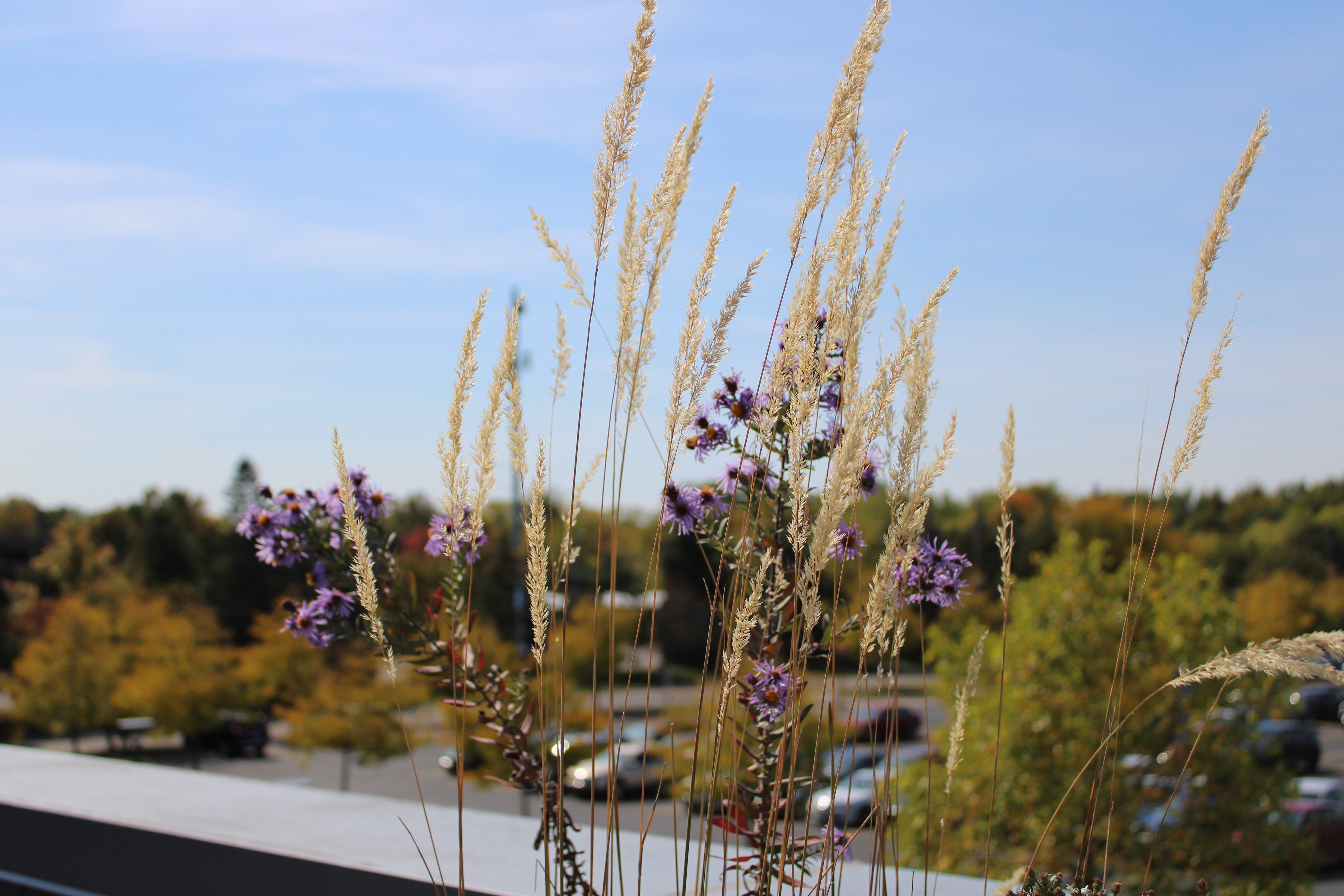 Close up of native plants on green roof of Science Building on Henry Ford College's main campus in Dearborn, Michigan. Photo by Zynab Al-Timimi