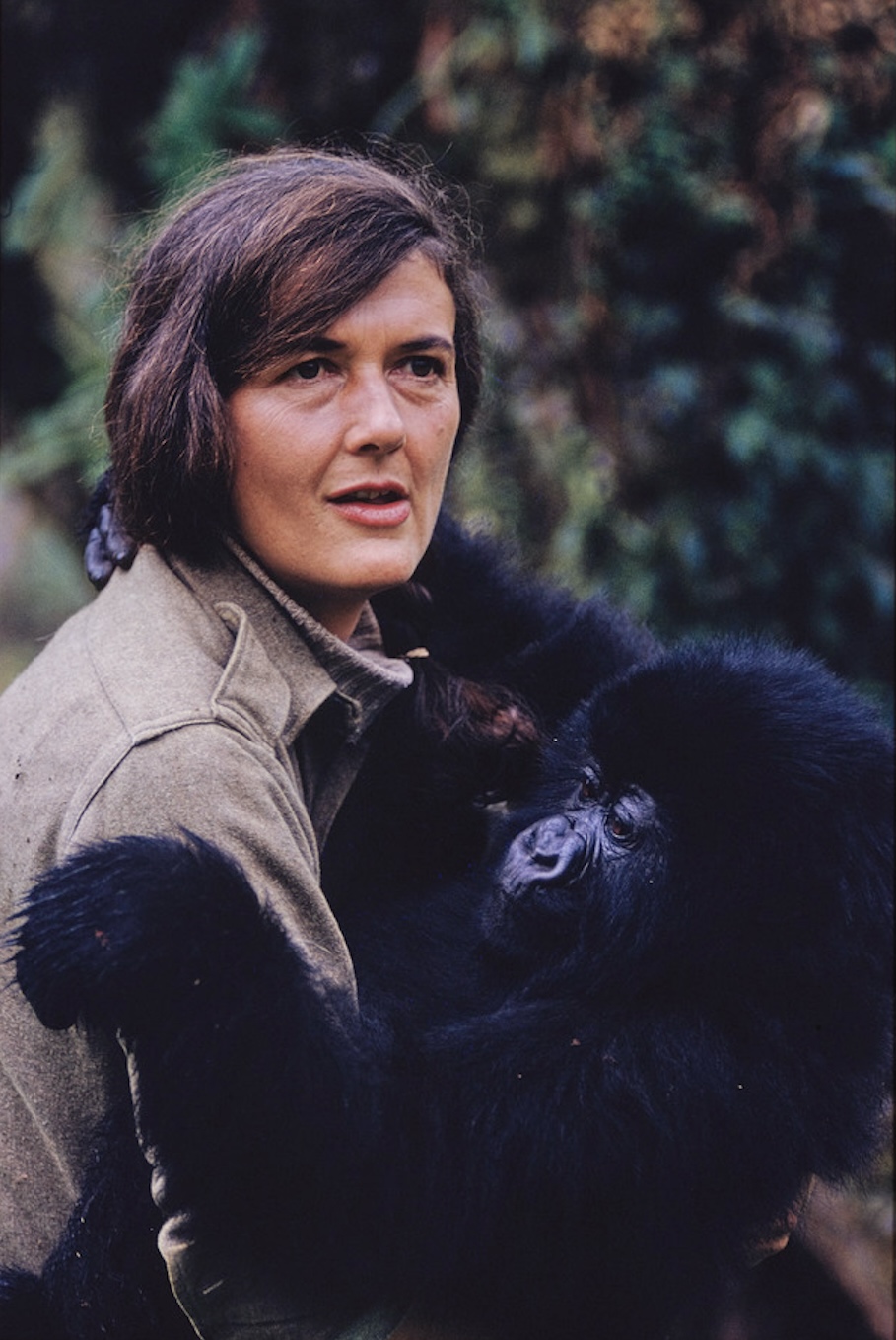 Dian Fossey holding juvenile gorilla in her arms. Rwanda 1969. Photo by Bob Campbell, National Geographic, University of Florida’s Digital Collections