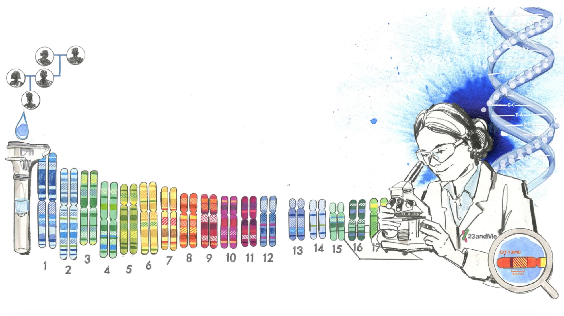 Graphic showcasing a scientist looking at DNA results