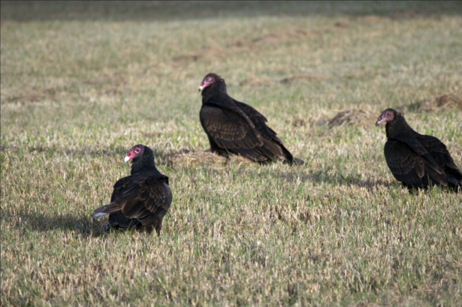 Photo of three vultures