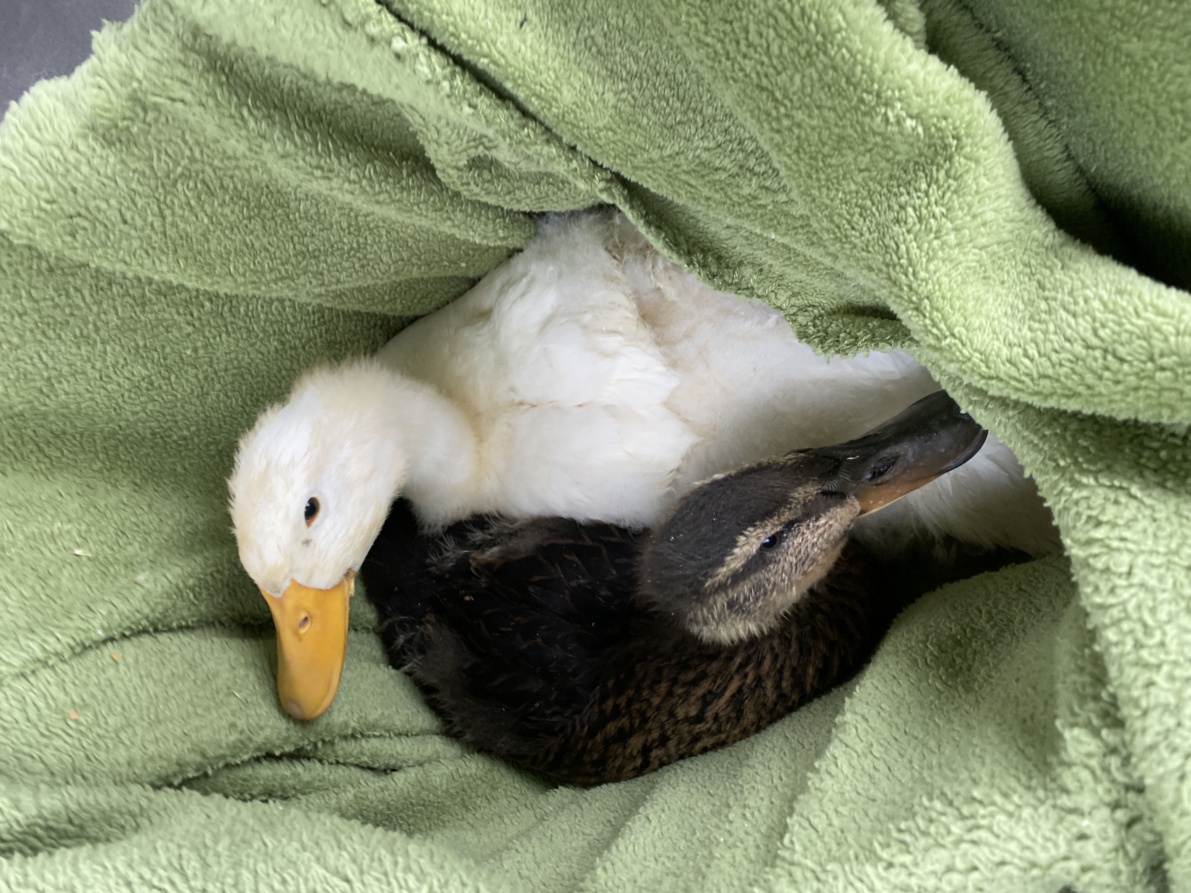 Photo of baby ducks rescued from Dearborn park.