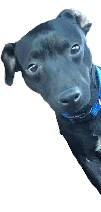 Photo of a cute black dog named Ekko