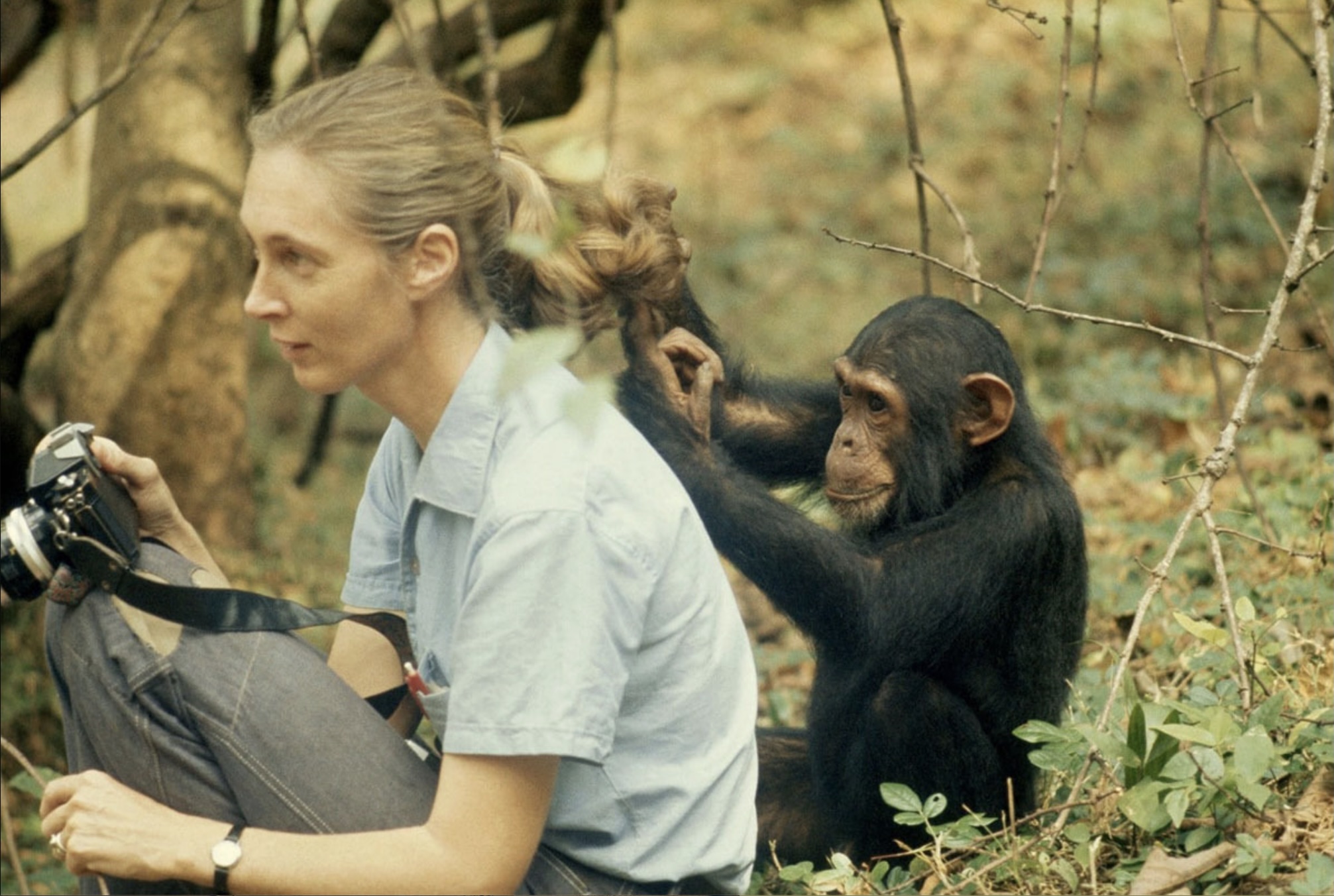 Jane Goodall, 1960, Gombe Stream National Park, Kenya. Photo by Hugo Van Lawick, National Geographic Creative Jane Goodall, 1960, Gombe Stream National Park, Kenya. Photo by Hugo Van Lawick, National Geographic Creative