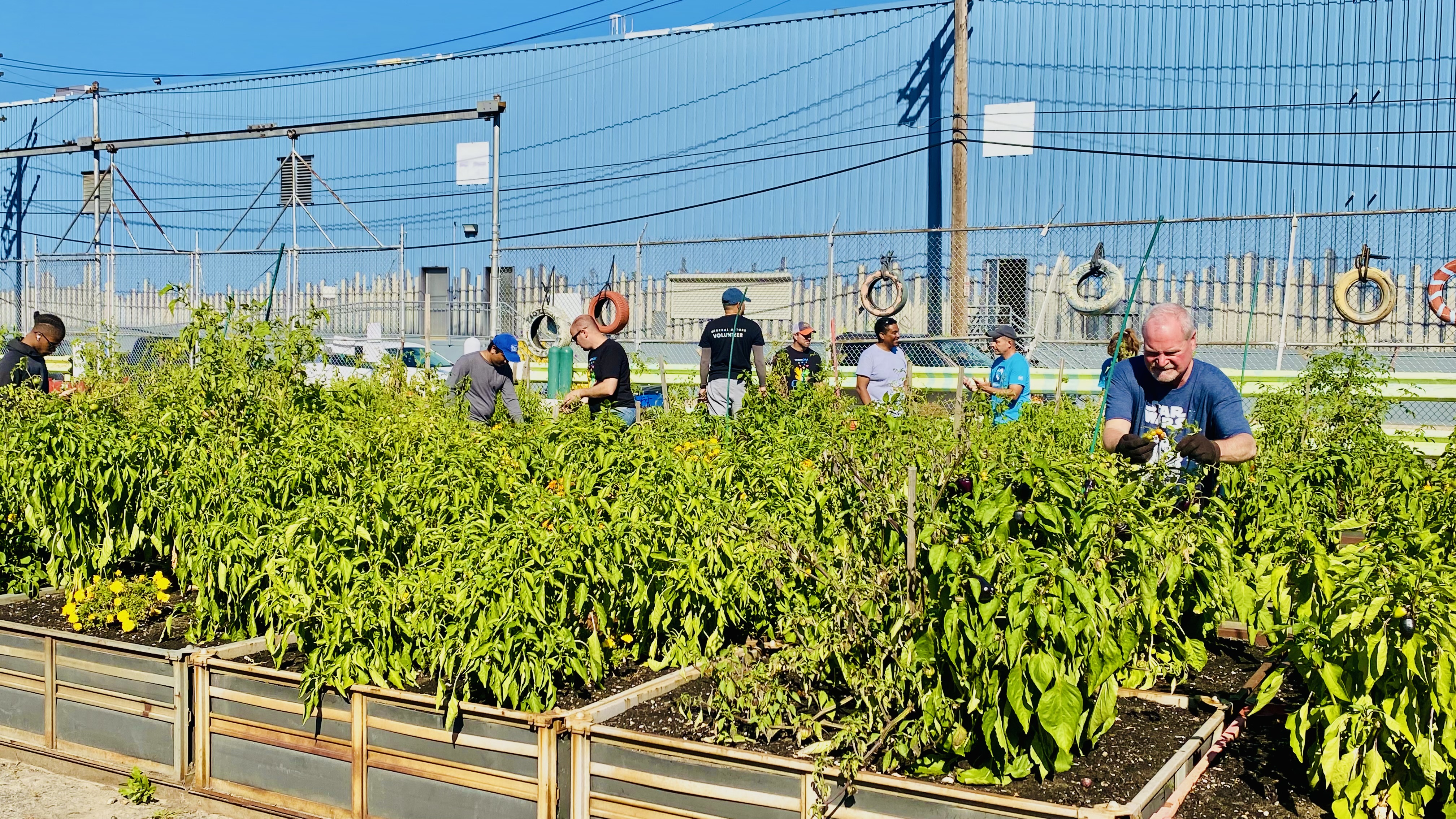 Overview of volunteers working hard to harvest fresh produce