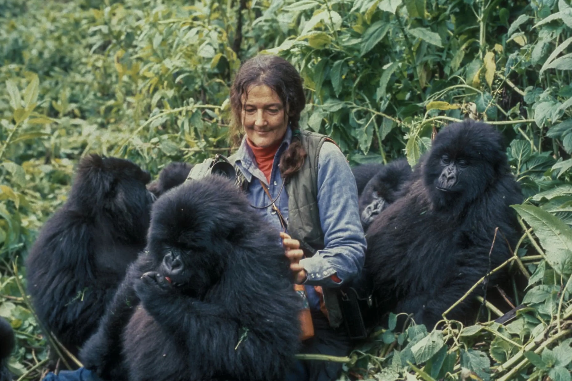 Dian Fossey with gorillas. Rwanda 1969. Photo by Bob Campbell, National Geographic, University of Florida’s Digital Collections. Photo courtesy of Dian Fossey Gorilla Fund