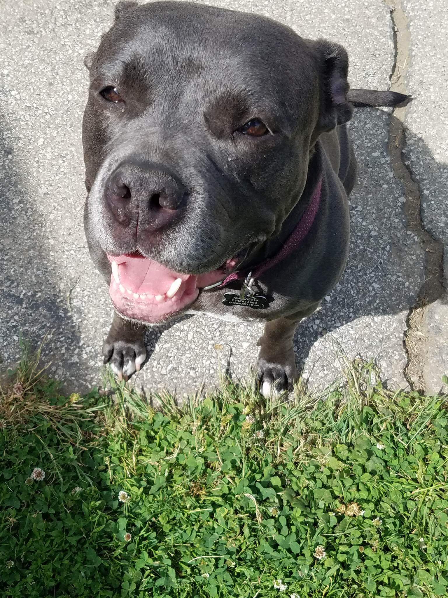 Close up of pit bull puppy with tongue hanging out and nose to the camera