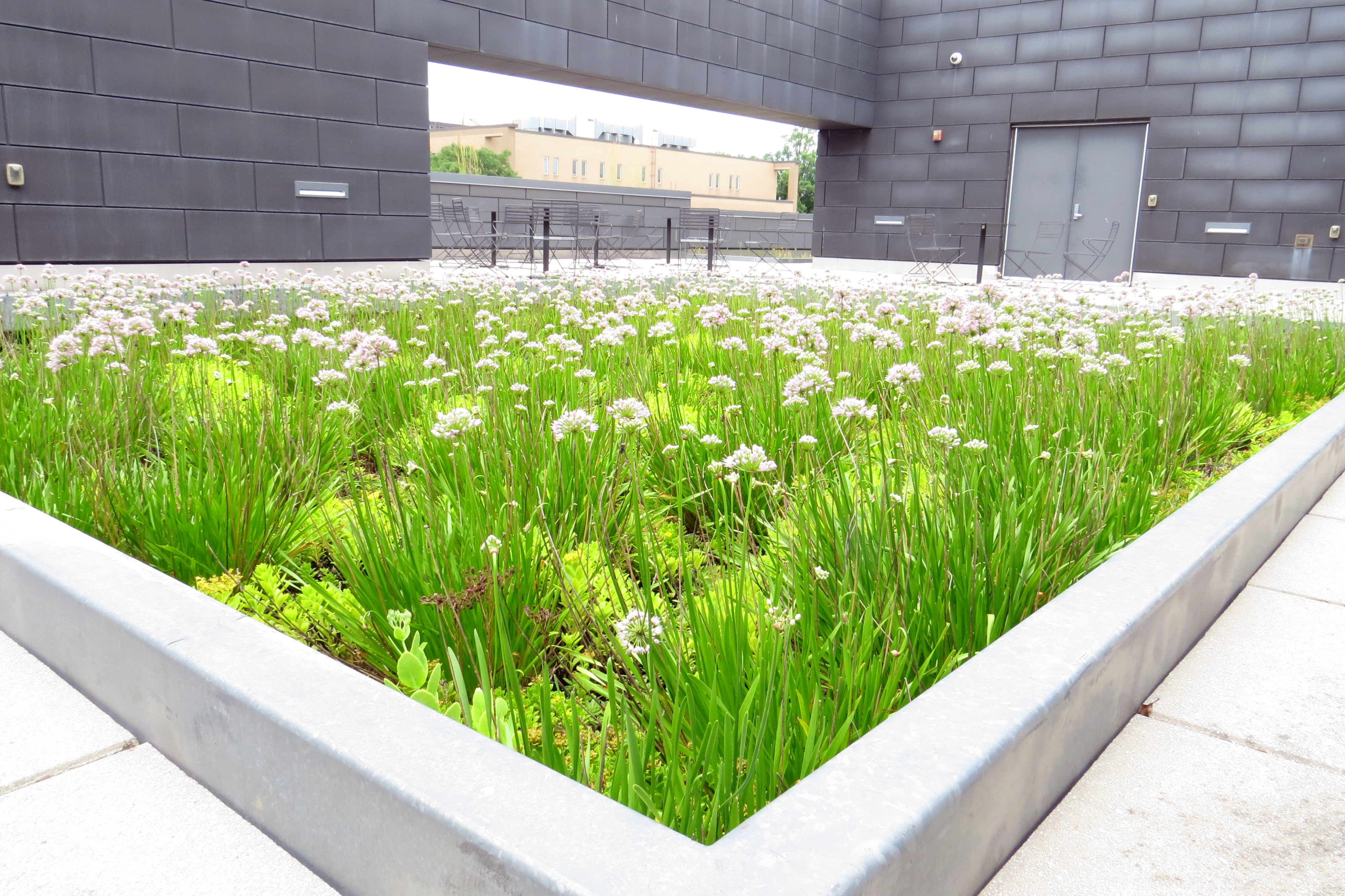 Rooftop central garden photo by Emily Nietering