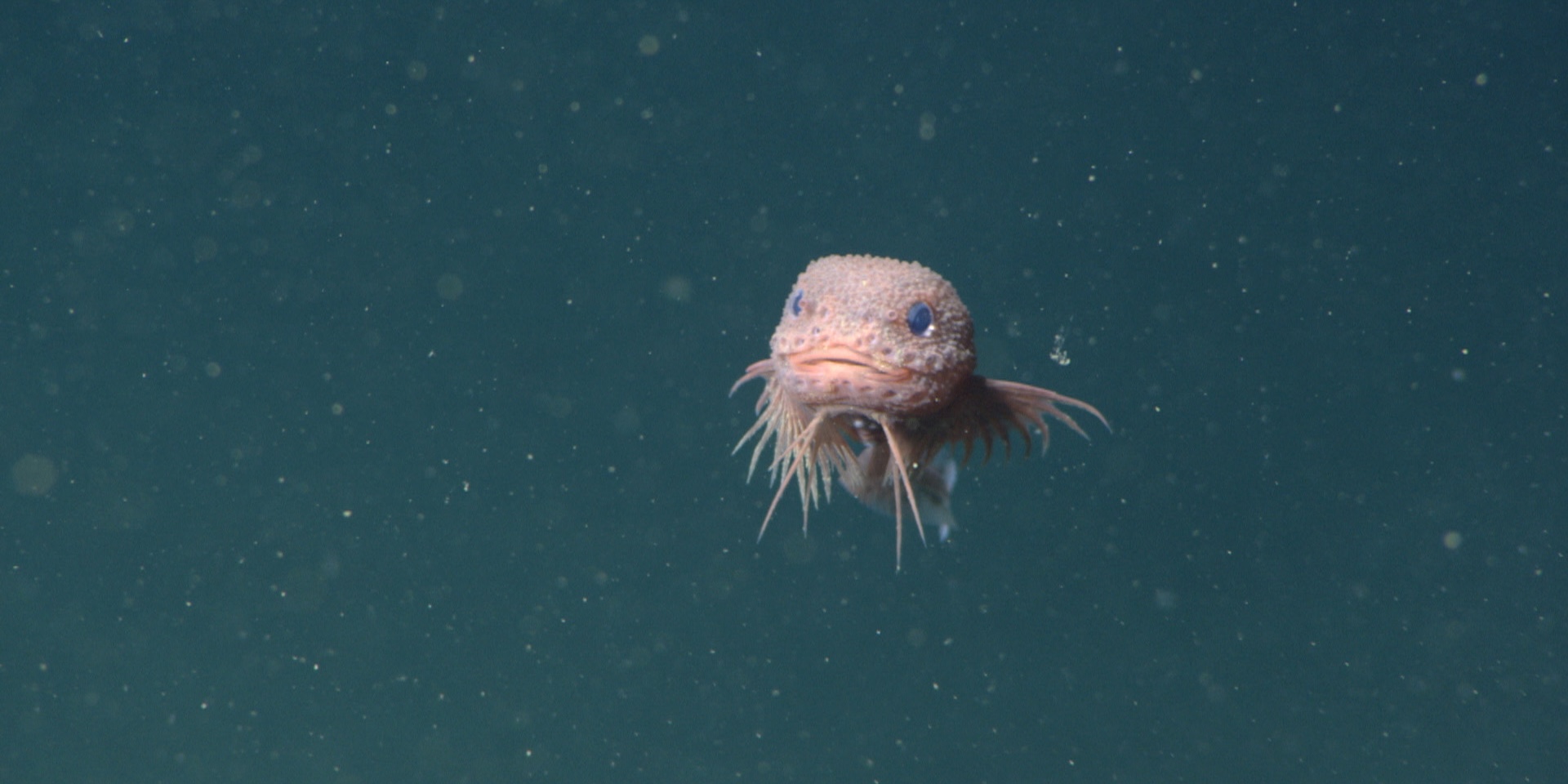 The Bumpy Snail Fish, Careproctus Colliculi, 2019. (Monterey Bay Aquarium Research Institute) The Bumpy Snail Fish, Careproctus Colliculi, 2019. (Monterey Bay Aquarium Research Institute)
