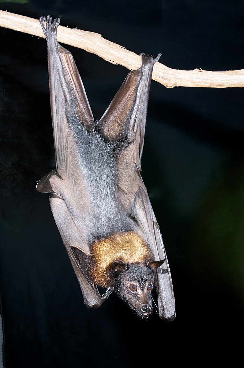 A Malayan Flying Fox bat hangs upside down off a branch.