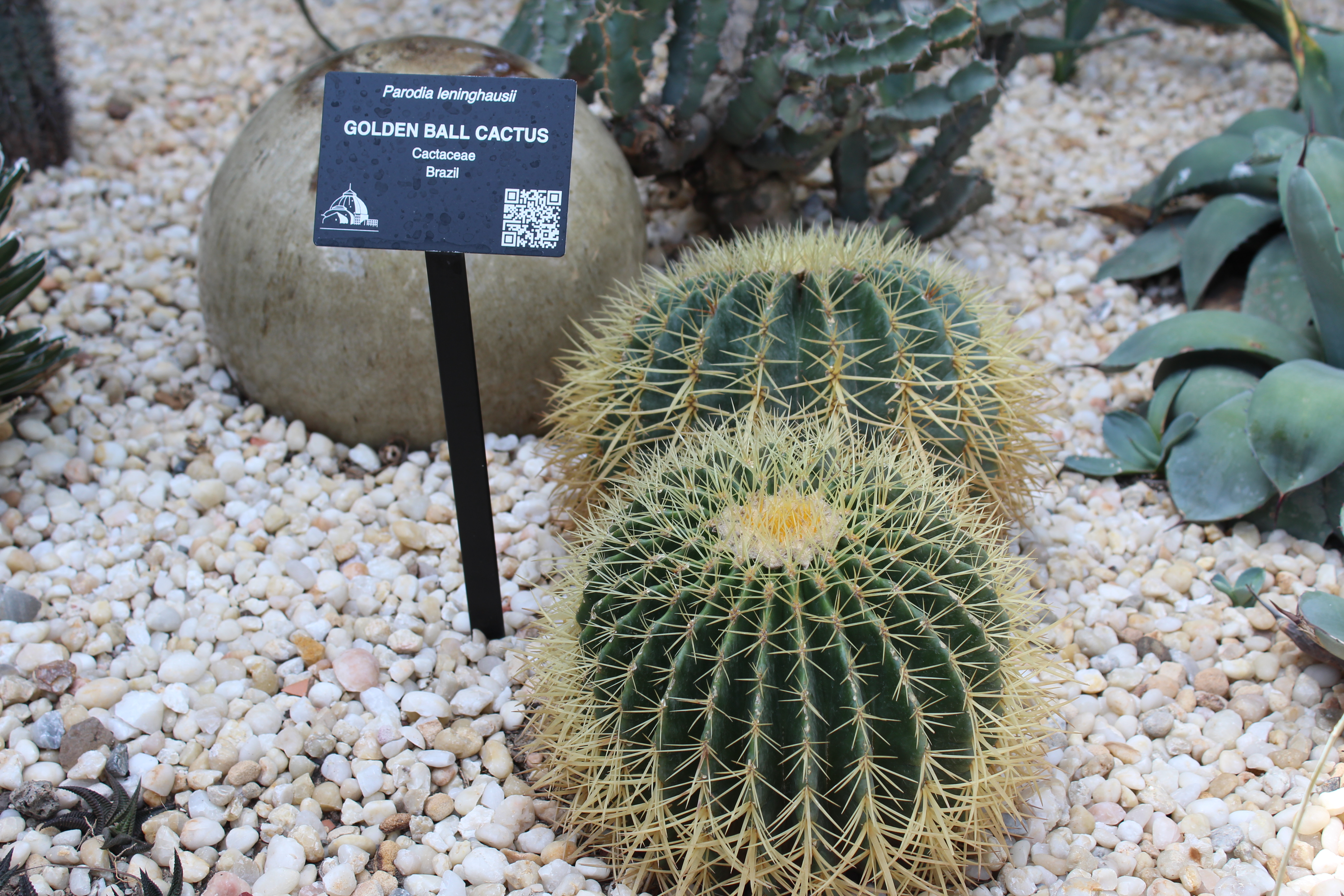 Close up of "Golden Ball" cactus.