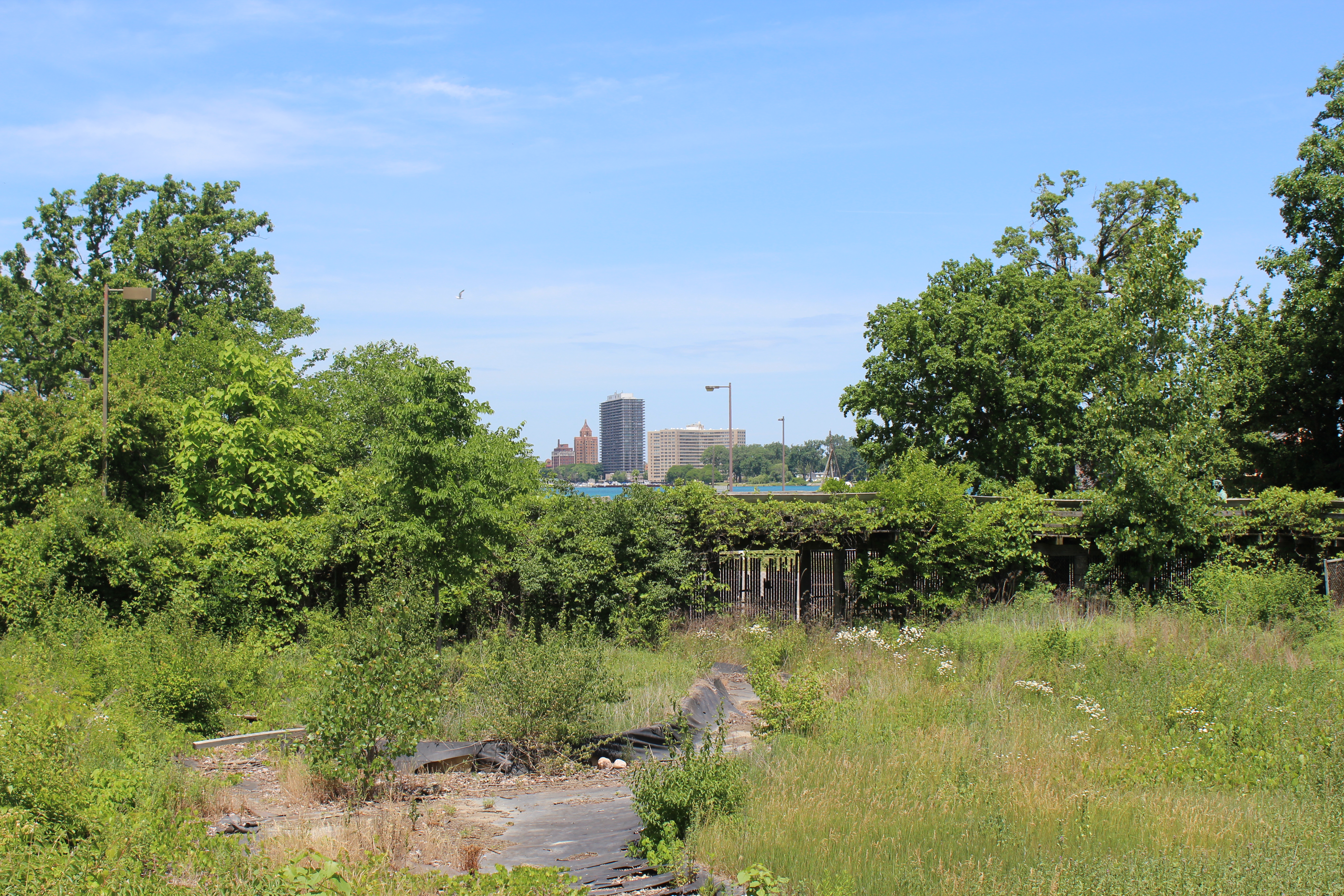 View of Detroit skyline from inside overgrown Belle Isle Zoo