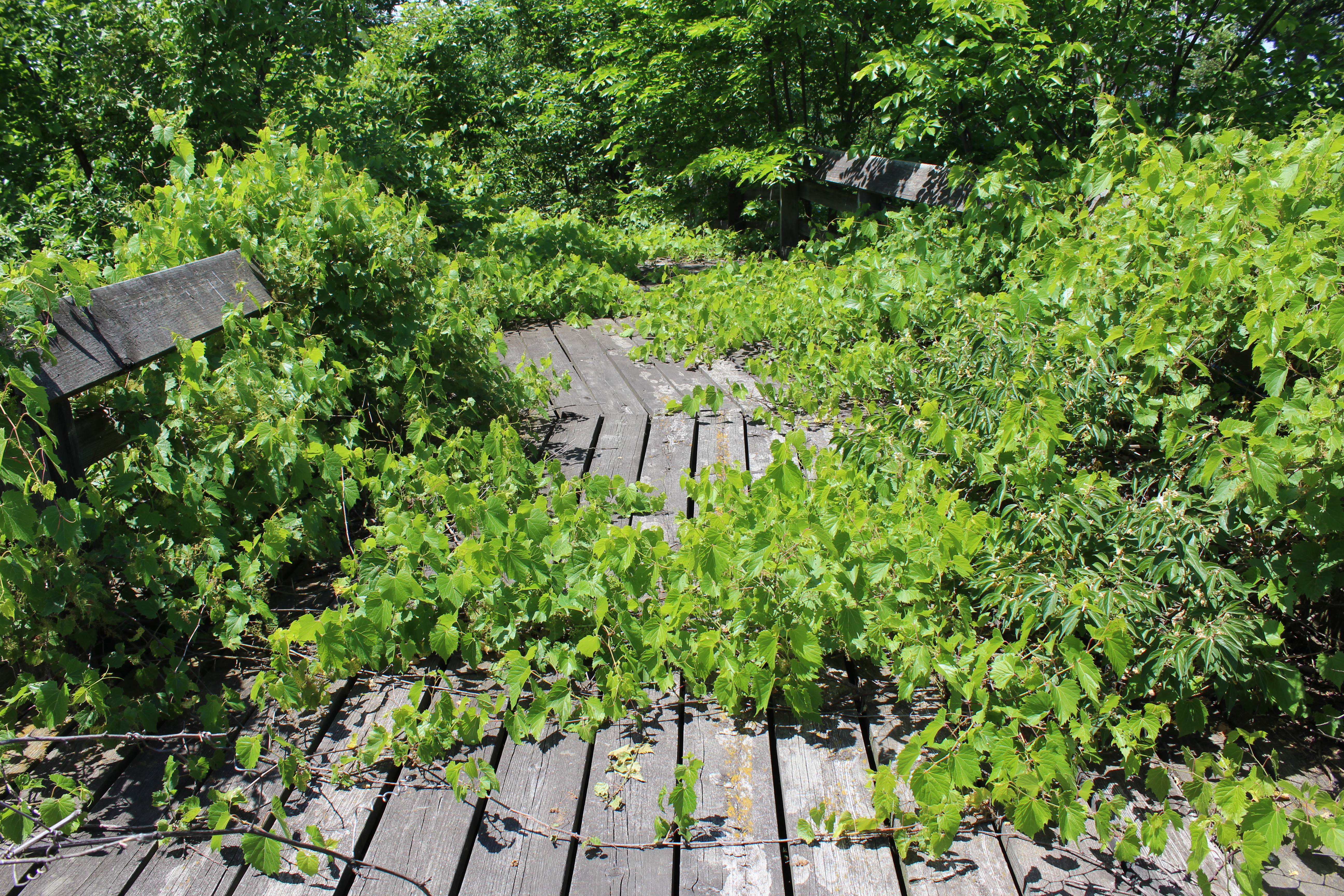 Wooden walkway overgrown with weeds at Belle Isle Zoo