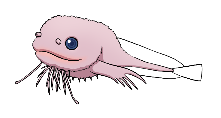 Drawing of bumpy snailfish by Megan Lambert Drawing of bumpy snailfish by Megan Lambert