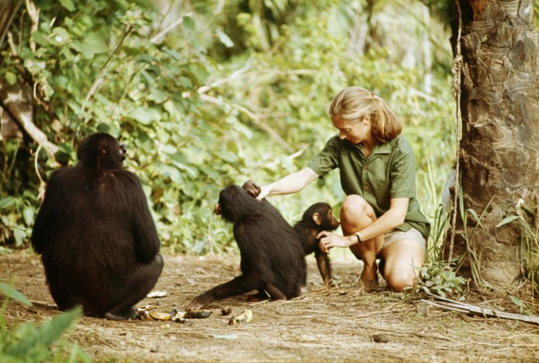 Jane Goodall pets Fifi and Flint while Flo watches in Gombe Stream National Park, Tanzania. Photo by Hugo Van Lawick, National Geographic Creative Jane Goodall pets Fifi and Flint while Flo watches in Gombe Stream National Park, Tanzania. Photo by Hugo Van Lawick, National Geographic Creative