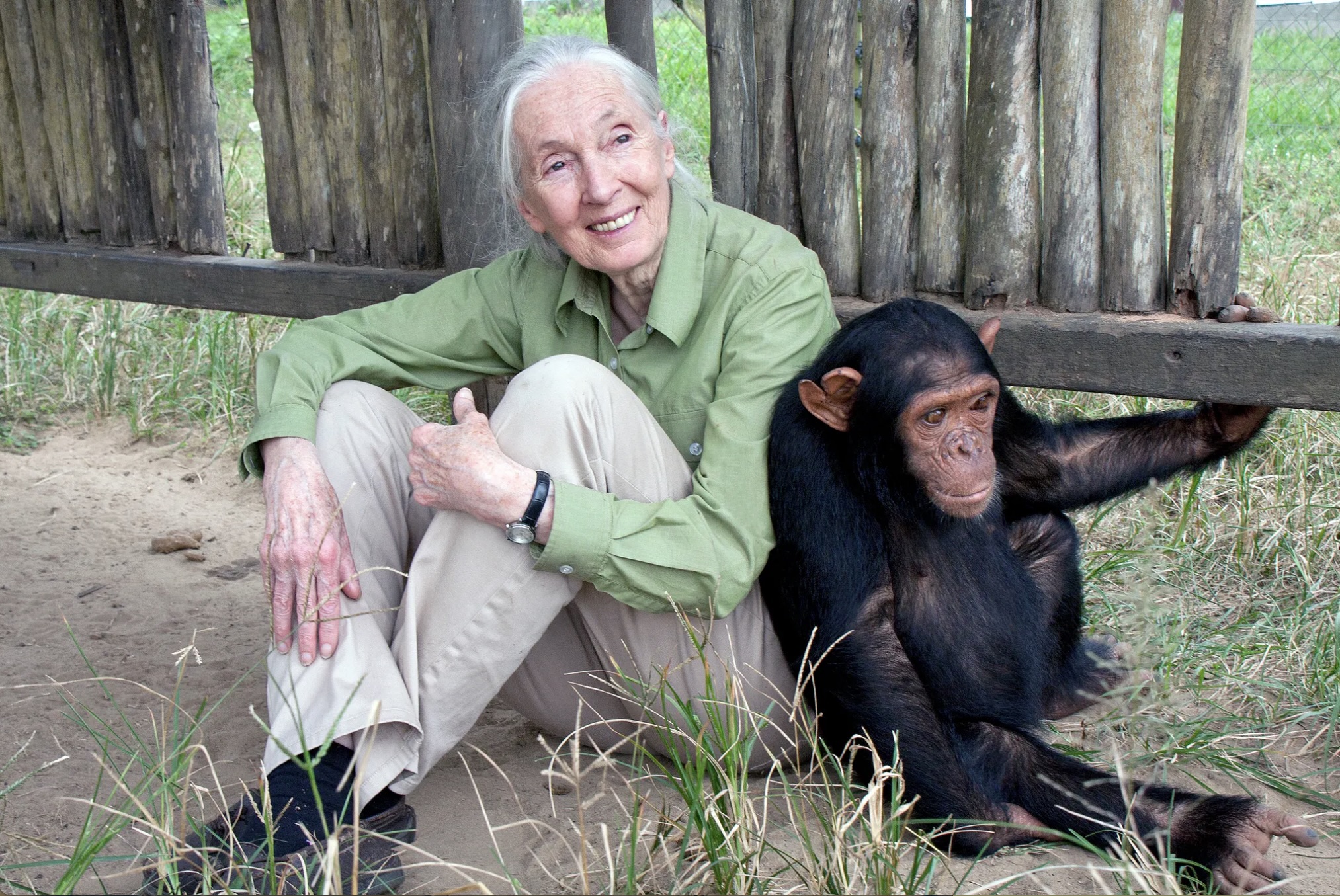 Jane Goodall with Motambo, an orphan at the Jane Goodall Institute’s Tchimpounga Chimpanzee Rehabilitation Center in Pointe Noire, Republic of Congo. Jane Goodall with Motambo, an orphan at the Jane Goodall Institute’s Tchimpounga Chimpanzee Rehabilitation Center in Pointe Noire, Republic of Congo.