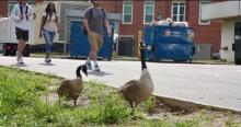 "How NOT to make campus geese mad" Photo by Hailey Turpin, Niner Times, University of North Carolina, Charlotte, NC. 2019
