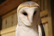 Close up of radar American bam owl.