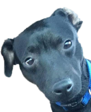 Photo of a cute black dog named Ekko