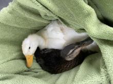 Photo of baby ducks rescued from Dearborn park.