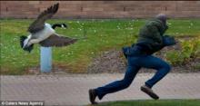 Photo of a goose chasing a student