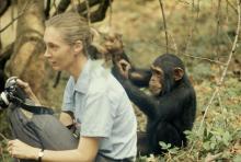 Jane Goodall, 1960, Gombe Stream National Park, Kenya. Photo by Hugo Van Lawick, National Geographic Creative