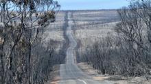 Image shows a desolate stretch of road surrounded by burned trees