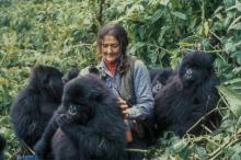 Dian Fossey with gorillas. Rwanda 1969. Photo by Bob Campbell, National Geographic, University of Florida’s Digital Collections. Photo courtesy of Dian Fossey Gorilla Fund