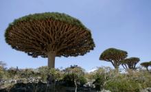 The rare "Dragon's Blood Tree" on the island of Socotra, Yemen. Photo courtesy of REUTERS_Khaled Abdullah