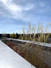 Photo of view from raised garden Green Roof on Science Building J at Henry Ford College photo by Zynab Al-Timimi