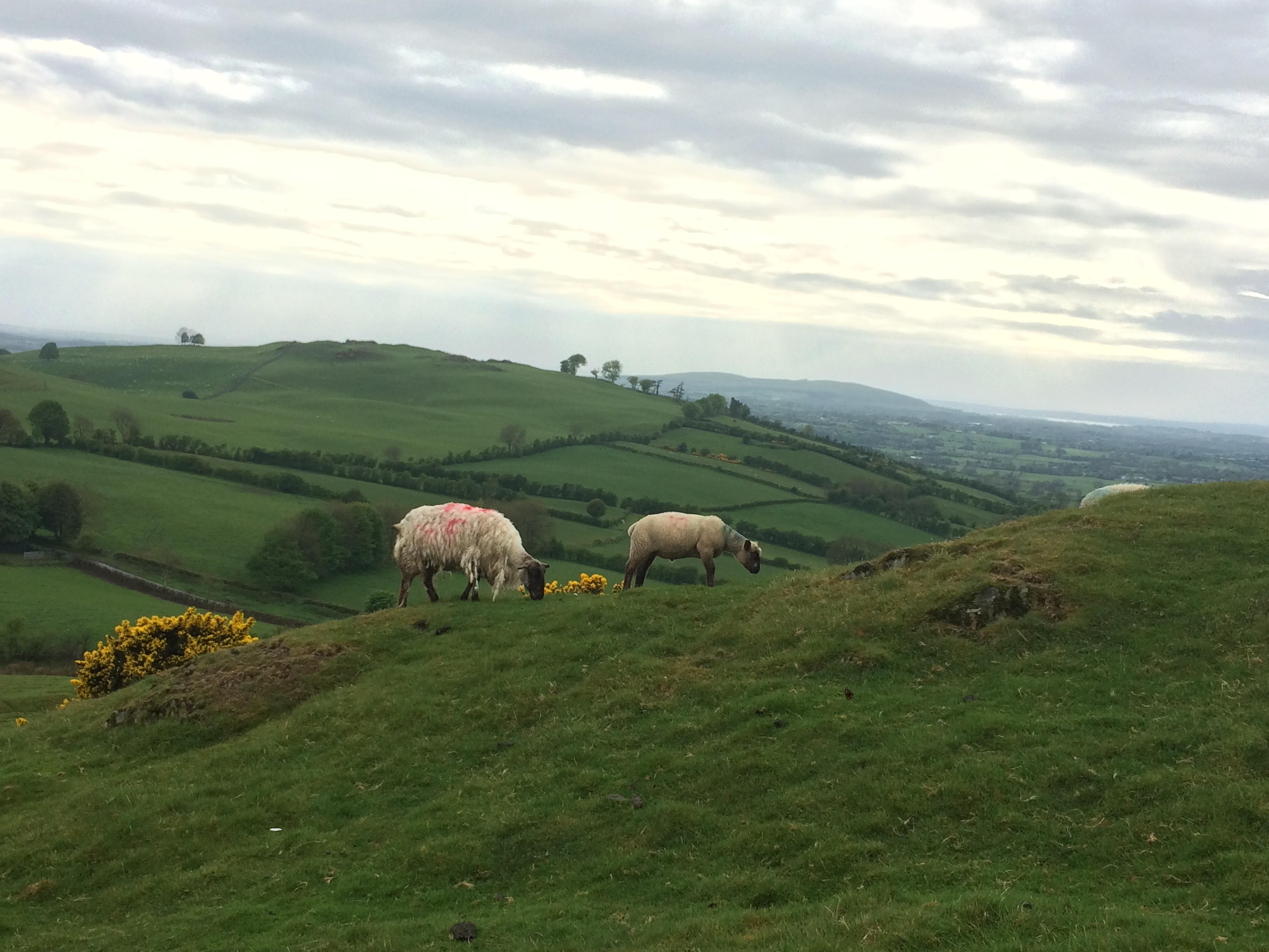 Sheep at pasture on the green hills of Ireland
