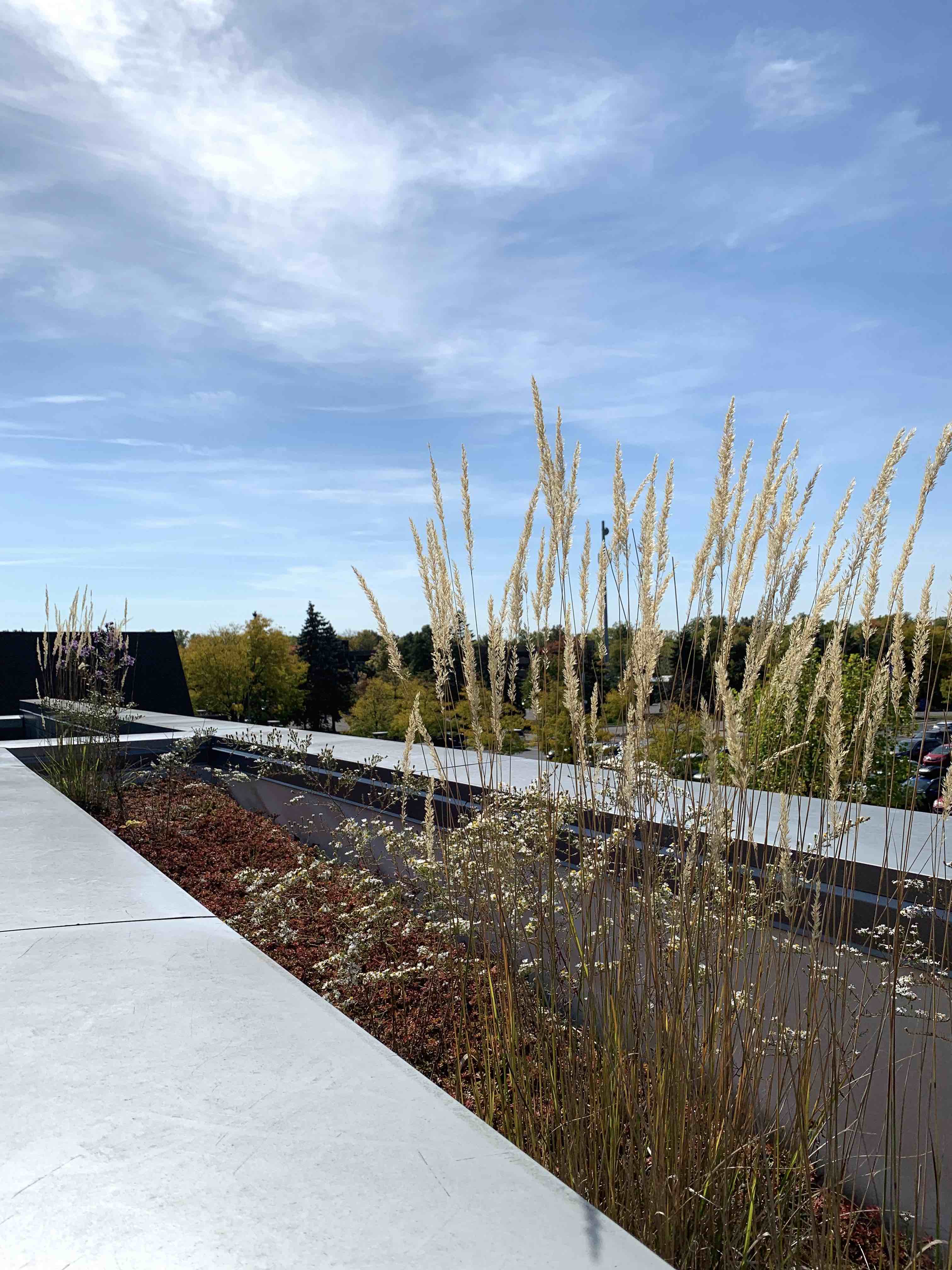 View from raised garden Green Roof on Science Building J at Henry Ford College photo by Zynab Al-Timimi